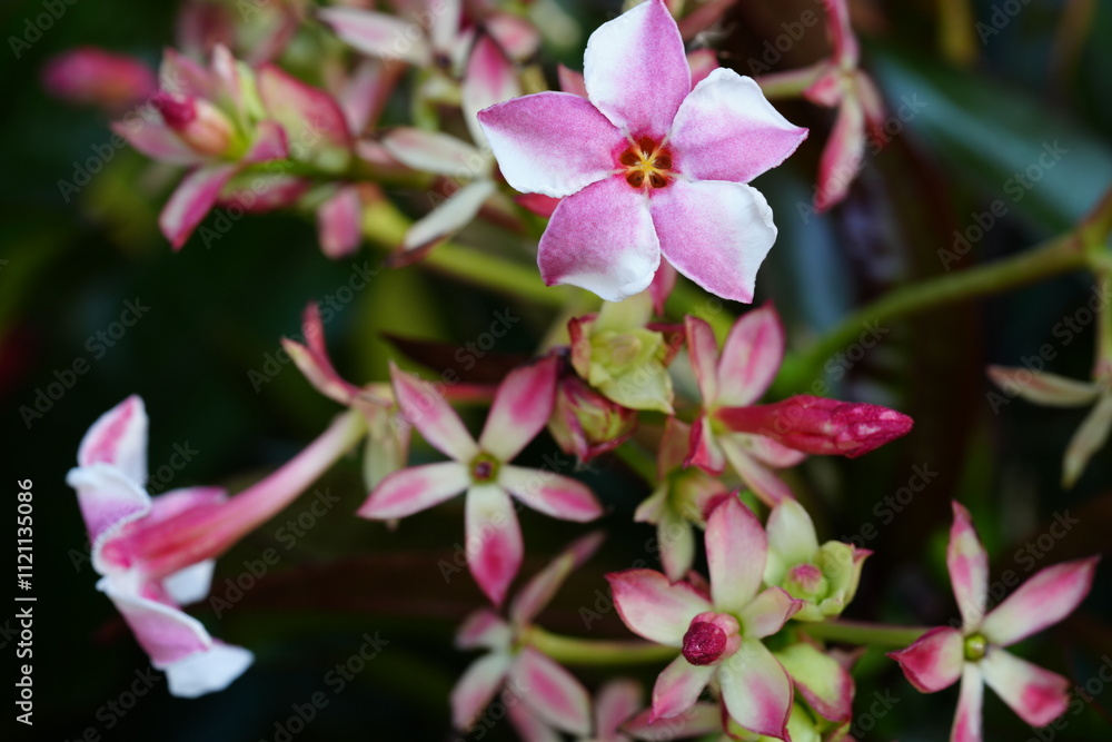Fototapeta premium Flowers in the garden for background