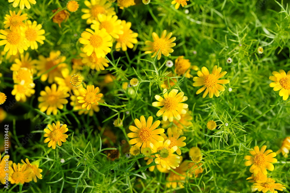 Flowers in the garden for background Flowers in the garden for background