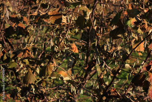 Wallpaper Mural Hazel tree plantation with yellow male flowers on late autumn in the italian countryside. Corylus avellana trees on a sunny day Torontodigital.ca