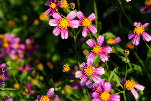 Flowers in the garden for background