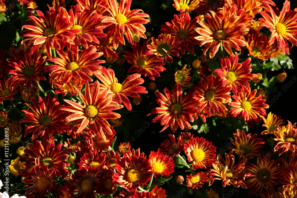 Flowers in the garden for background Flowers in the garden for background