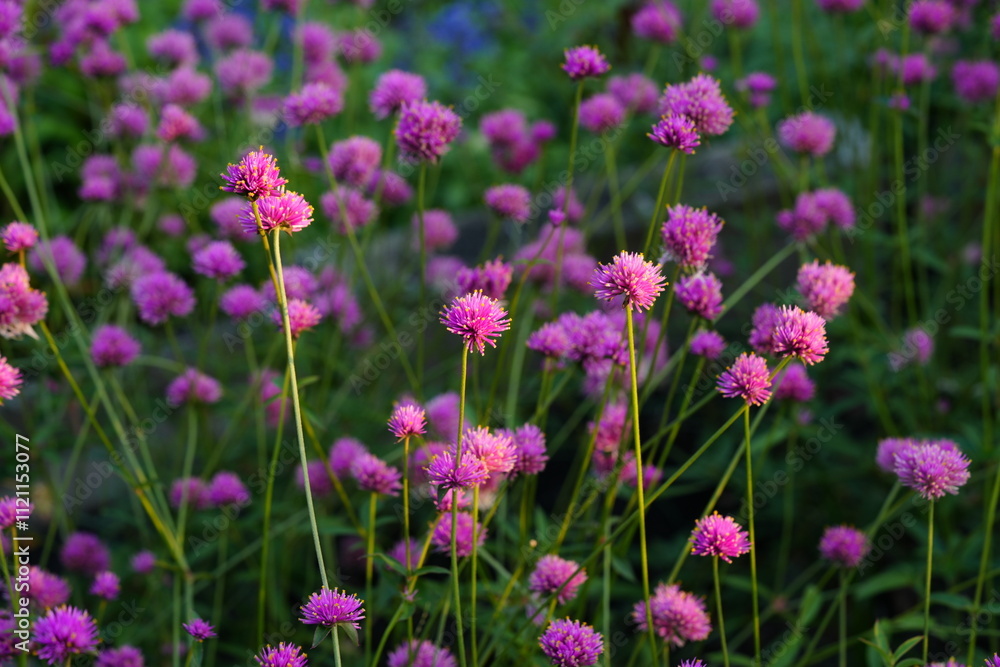 Flowers in the garden for background Flowers in the garden for background