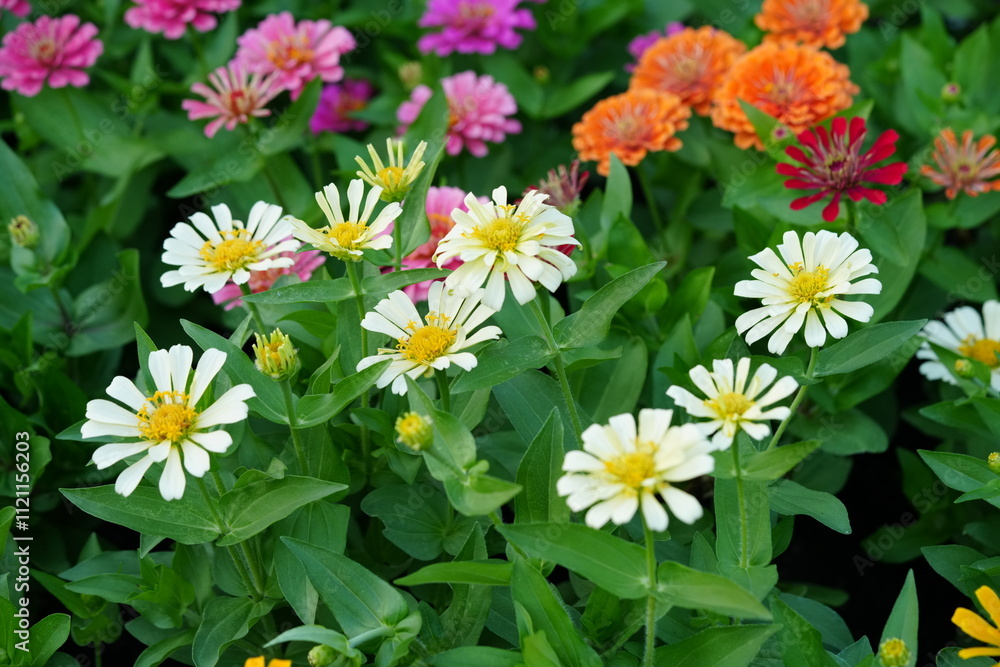 Fototapeta premium Flowers in the garden for background