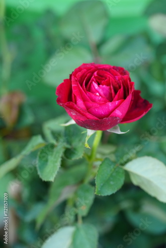 Flowers in the garden for background