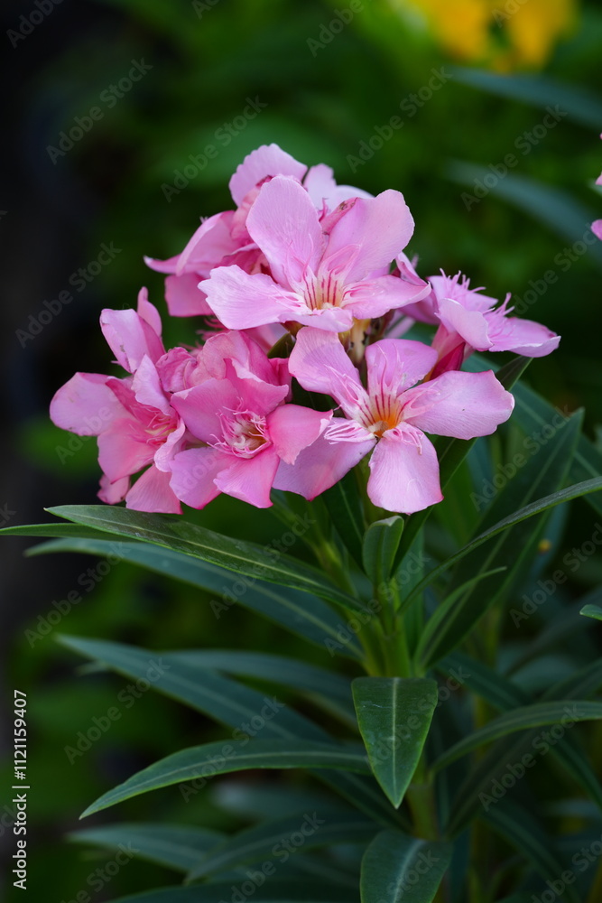 Fototapeta premium Flowers in the garden for background