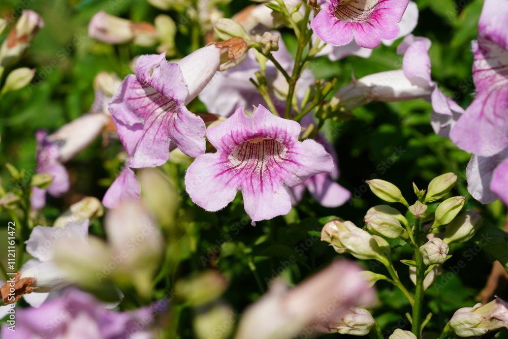 Flowers in the garden for background Flowers in the garden for background