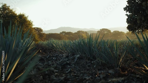 Panoramic journey through agave fields: endless rows under cloudy skies