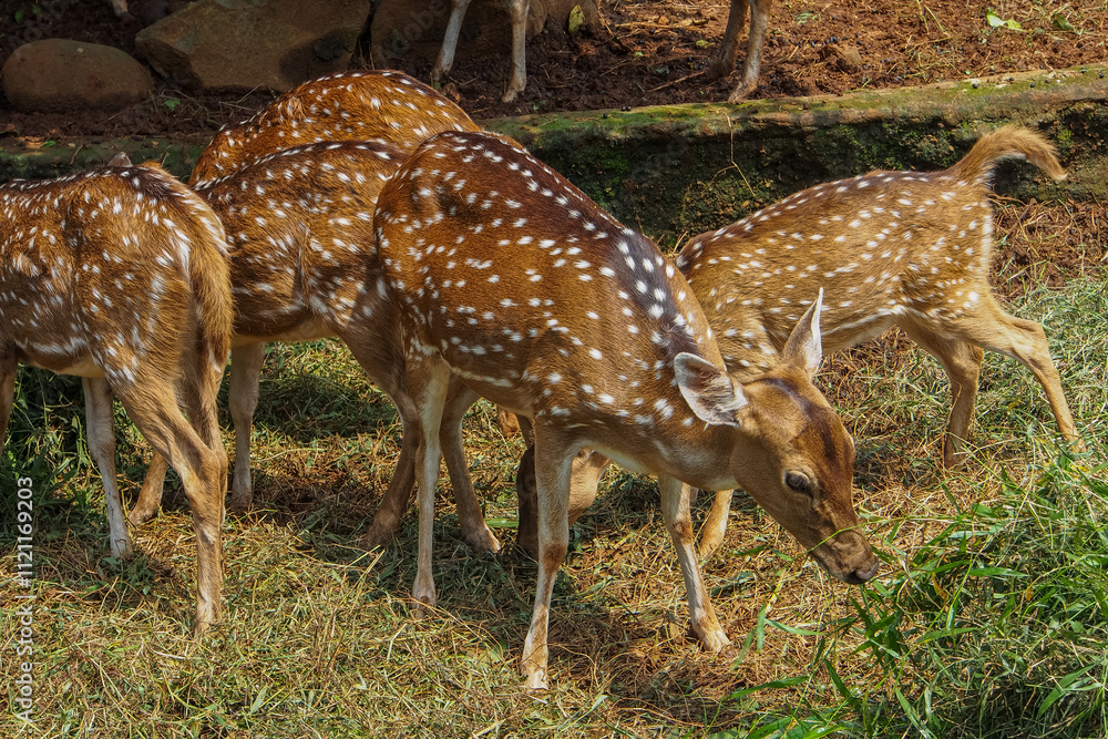 The chital or cheetal (Axis axis), also known as the spotted deer, chital deer and axis deer, is a deer species native to the Indian subcontinent The chital or cheetal (Axis axis), also known as the spotted deer, chital deer and axis deer, is a deer species native to the Indian subcontinent