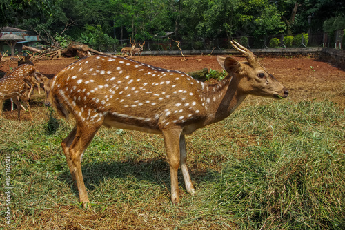 The chital or cheetal (Axis axis), also known as the spotted deer, chital deer and axis deer, is a deer species native to the Indian subcontinent photo