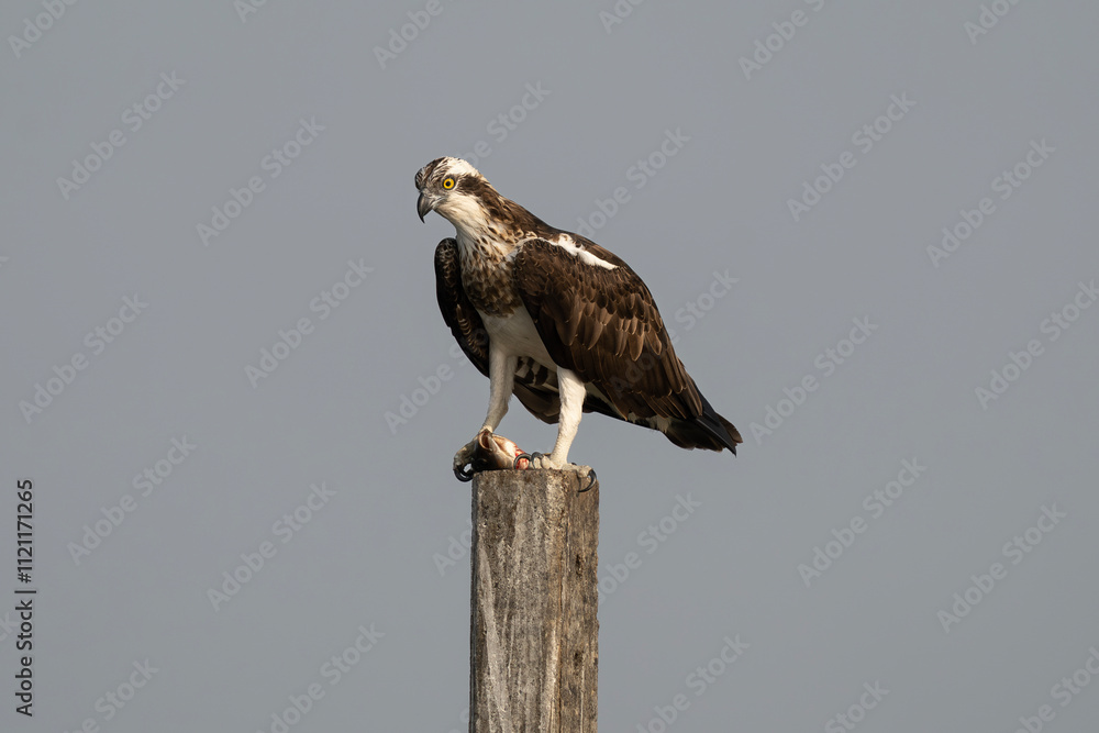 Osprey with a fish kill Osprey with a fish kill