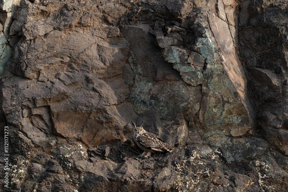 Indian rock owl in its camouflaged habitat Indian rock owl in its camouflaged habitat
