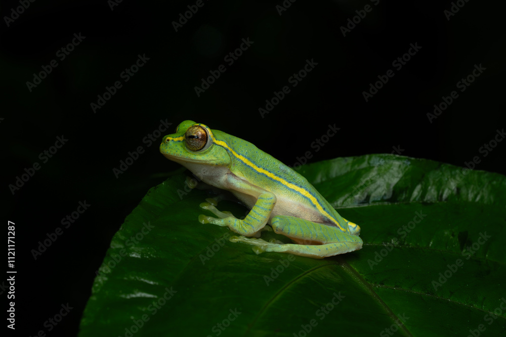 Fototapeta premium Boulenger's tree frog, small gliding frog, and winged gliding frog ( Rhacophorus lateralis )