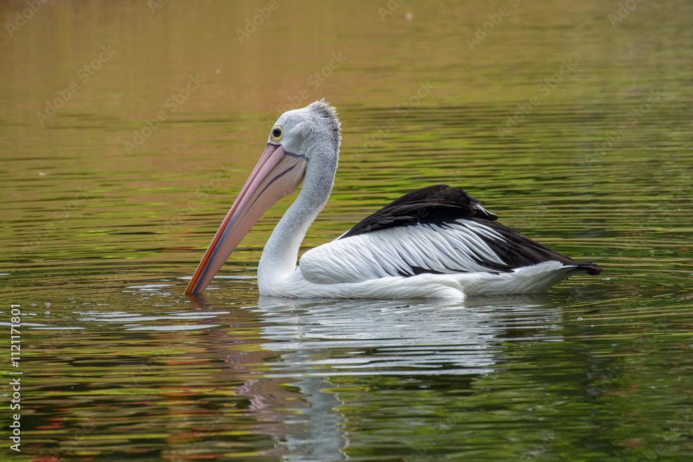 Pelicans (genus Pelecanus) are a genus of large water birds that make up the family Pelecanidae Pelicans (genus Pelecanus) are a genus of large water birds that make up the family Pelecanidae