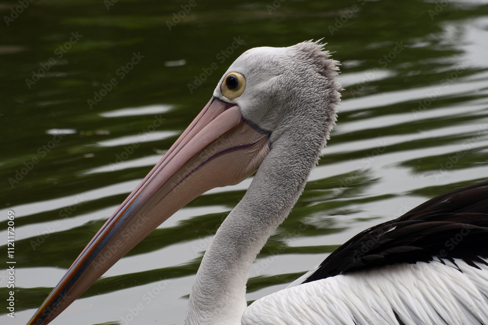Pelicans (genus Pelecanus) are a genus of large water birds that make up the family Pelecanidae Pelicans (genus Pelecanus) are a genus of large water birds that make up the family Pelecanidae