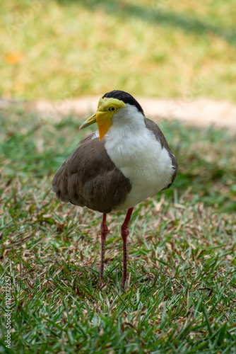 Canvas Print The masked lapwing (Vanellus miles) is a large, common and conspicuous bird nati