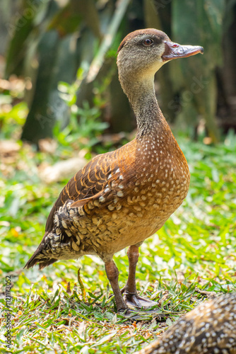 The Sunda teal (Anas gibberifrons), also known as the Bebek cokelat or Itik benjut, is a dabbling duck found in open wetlands in Indonesia photo