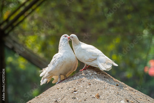 The domestic pigeon (Columba livia domestica or Columba livia forma domestica) is a pigeon subspecies that was derived from the rock dove or rock pigeon