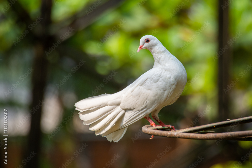 Fototapeta premium The domestic pigeon (Columba livia domestica or Columba livia forma domestica) is a pigeon subspecies that was derived from the rock dove or rock pigeon
