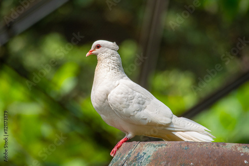 The domestic pigeon (Columba livia domestica or Columba livia forma domestica) is a pigeon subspecies that was derived from the rock dove or rock pigeon