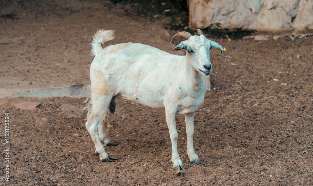 Omani Goats at a Farm Omani Goats at a Farm