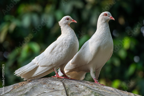 The domestic pigeon (Columba livia domestica or Columba livia forma domestica) is a pigeon subspecies that was derived from the rock dove or rock pigeon
