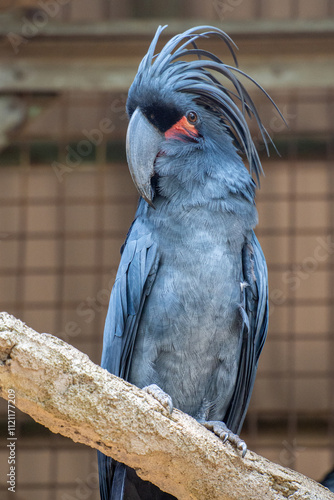 The palm cockatoo (Probosciger aterrimus), also known as the goliath cockatoo or great black cockatoo photo