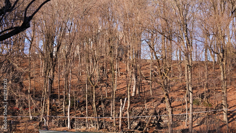 The forest landscape with the sunset sunlight on them in winter The forest landscape with the sunset sunlight on them in winter