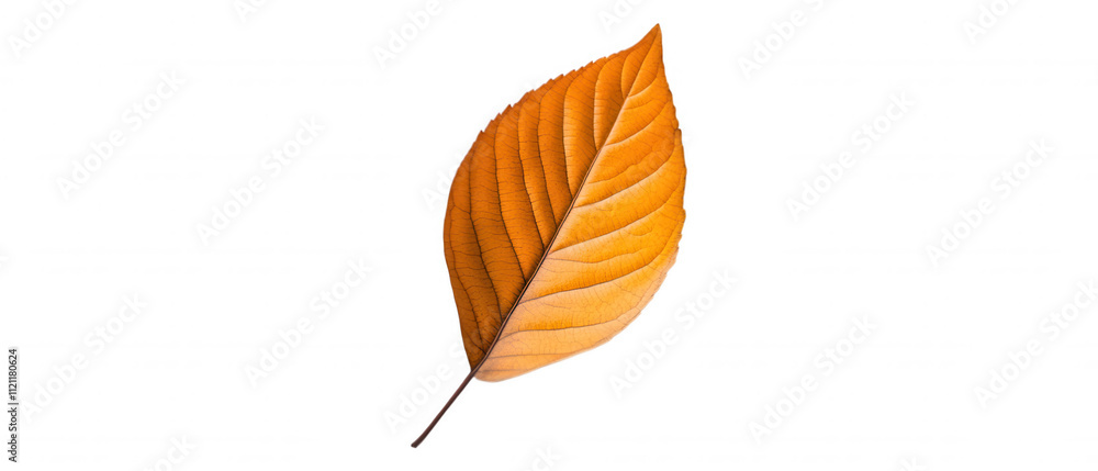 Obraz premium [Autumn Leaf Illustration Texture Art] Autumn Leaf Falling On Dark Forest Floor