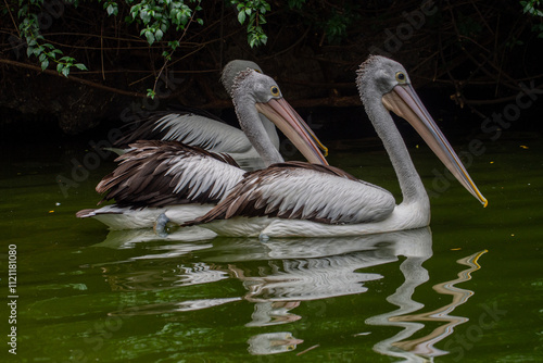Pelicans (genus Pelecanus) are a genus of large water birds that make up the family Pelecanidae
