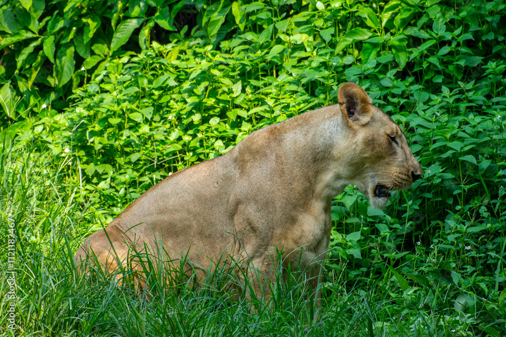 Obraz premium The lion (Panthera leo) is a large cat of the genus Panthera, native to Africa and India