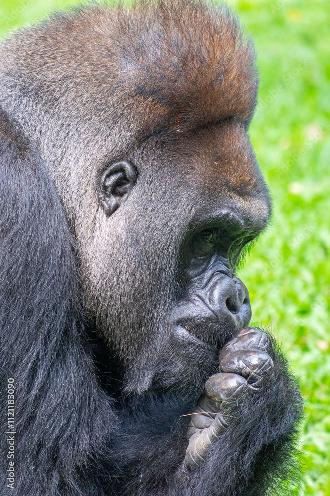 Obraz premium Gorillas are herbivorous, predominantly ground-dwelling great apes that inhabit the tropical forests of equatorial Africa