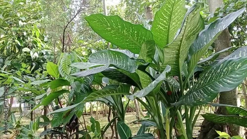 Dieffenbachia sp, Blanceng besar, sri Rejeki, swaying in the wind so cool photo