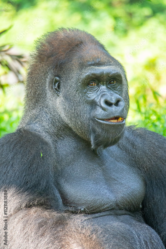 Gorillas are herbivorous, predominantly ground-dwelling great apes that inhabit the tropical forests of equatorial Africa Gorillas are herbivorous, predominantly ground-dwelling great apes that inhabit the tropical forests of equatorial Africa