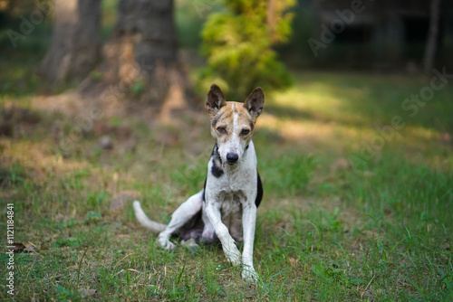 alert dog lying on grass, black and white dog outdoors, attentive dog in nature, resting dog in green field, stray dog portrait in sunlight, focused dog in park, calm dog sitting on grass.