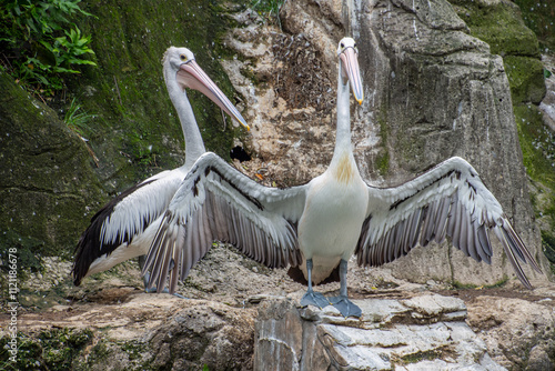 Pelicans (genus Pelecanus) are a genus of large water birds that make up the family Pelecanidae