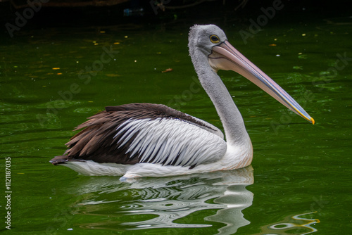 Pelicans (genus Pelecanus) are a genus of large water birds that make up the family Pelecanidae