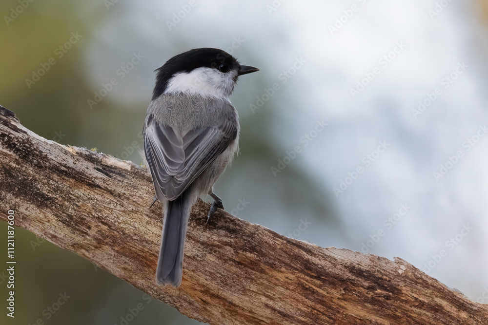 Obraz premium willow tit