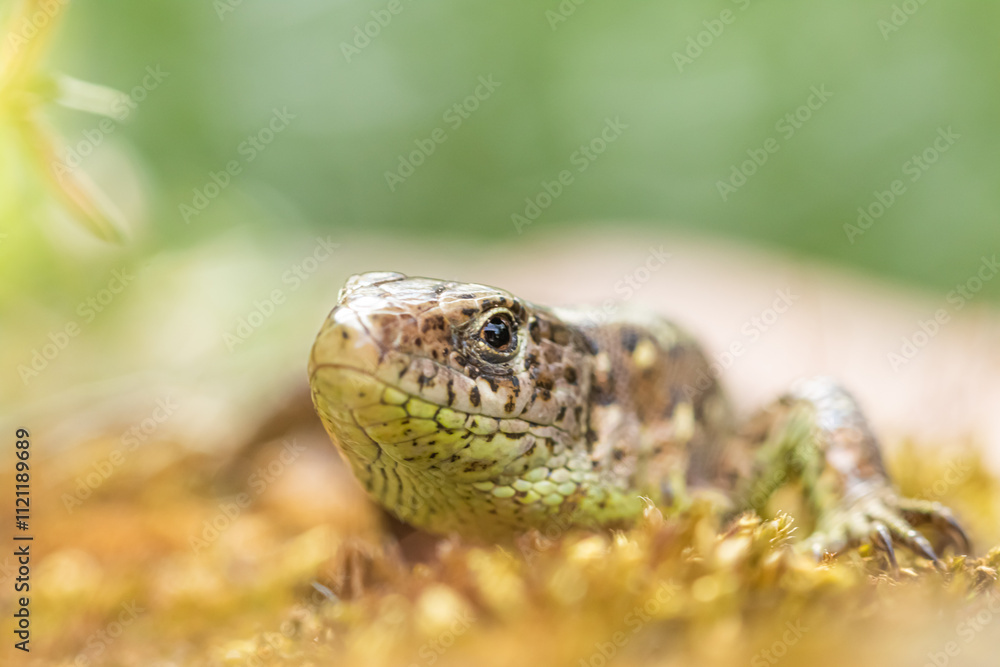 Naklejka premium Sand lizard