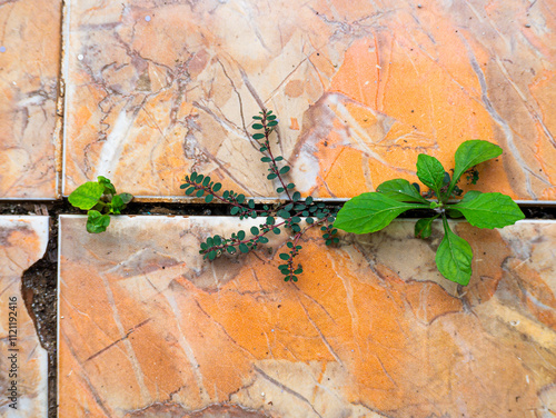 Weeds grow in the gaps between the ceramic tiles of the house. photo