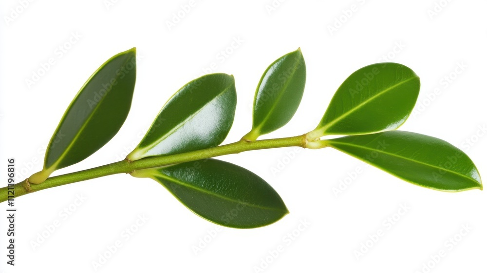 Fresh Green Leaves on Stem Isolated on White Background Fresh Green Leaves on Stem Isolated on White Background