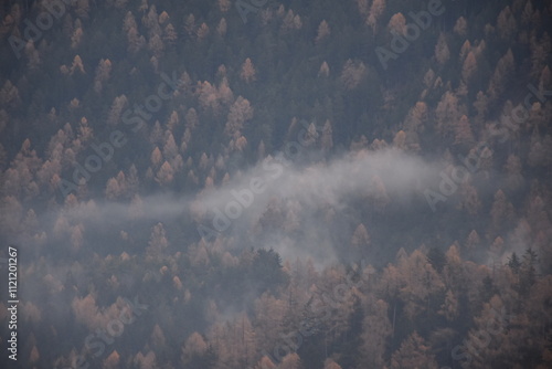 Hochwald mit Nebelschleier