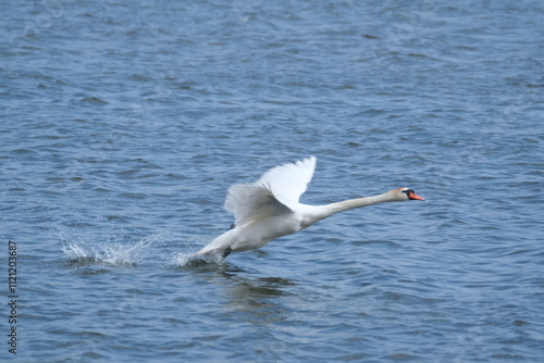 Schwan startet photo