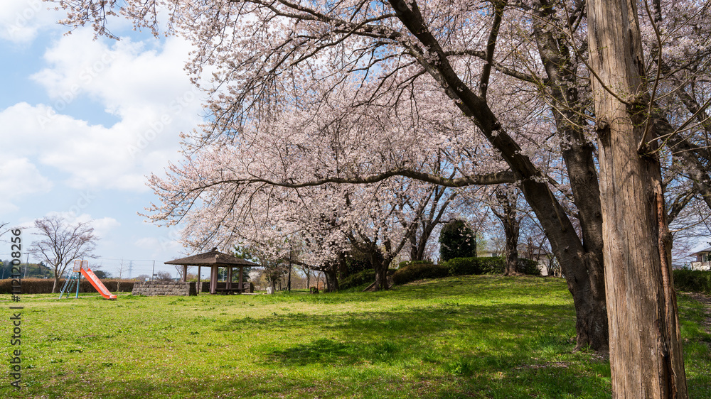 cherry blossoms are blooming beautifully in the park cherry blossoms are blooming beautifully in the park