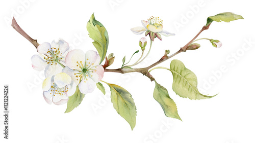 Cherry sakura white flower with green leaves on branch, hand drawn in watercolor, wildflower botanical illustration. Isolated garland composition. Scrapbooking, florist shop, decoupage, wedding cards