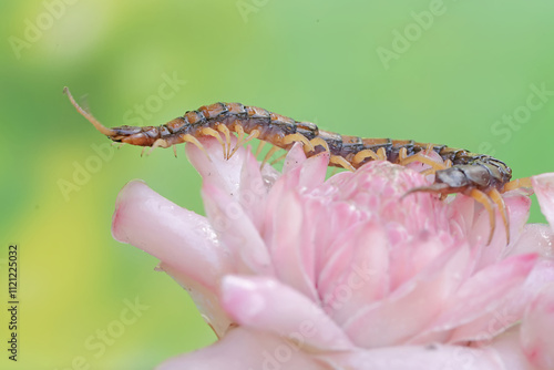 A centipede is hunting for small insects in the flowers of wild plants. This multi-legged animal has the scientific name Scolopendra morsitans. photo