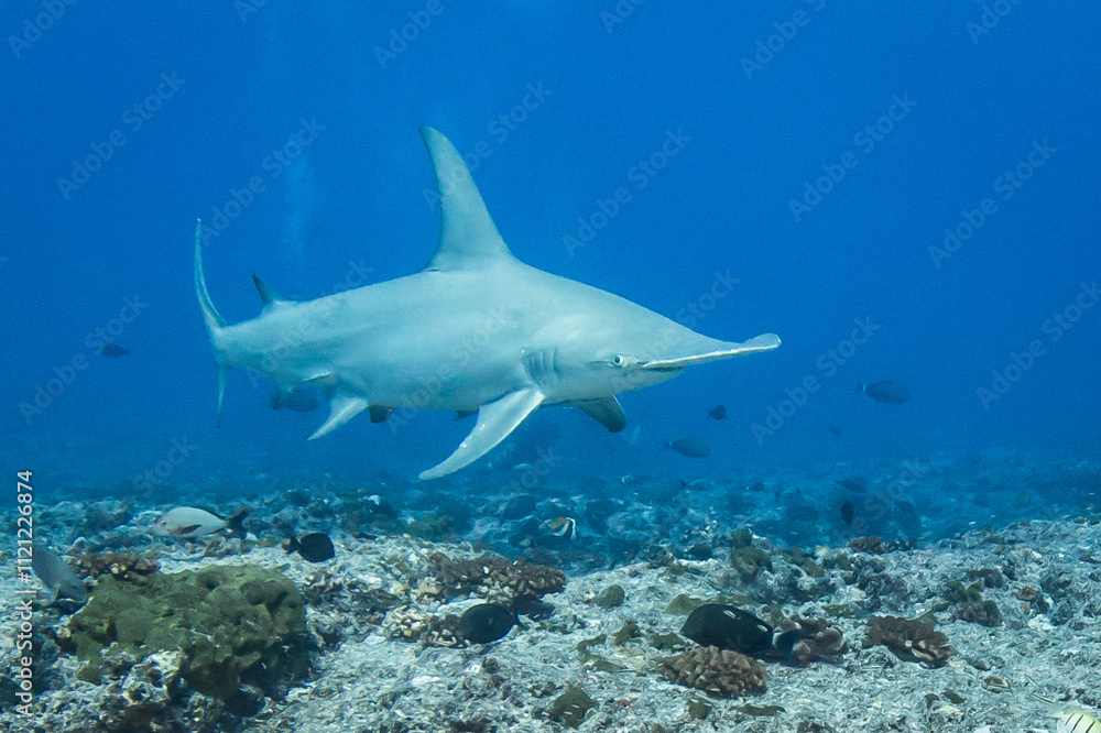 Obraz premium Hammerhead shark, French Polynesia