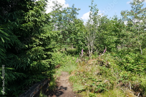 Kyrillpfad im Rothaargebirge bei Schmallenberg-Schanze im Sauerland