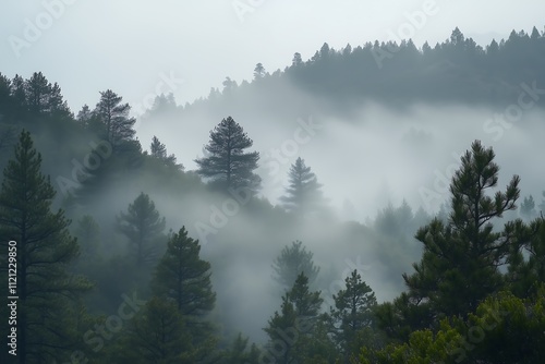 Conifer forest with mist at sunrise photo