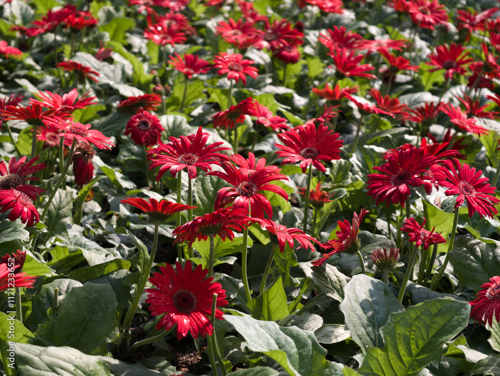red gerbera daisy in the garden red gerbera daisy in the garden
