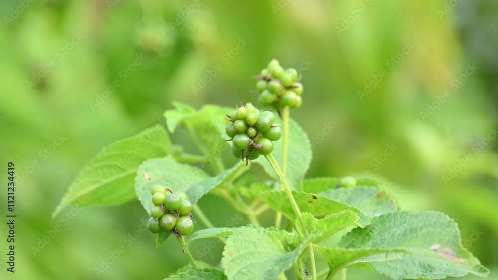 Lantana plant fruits. It is flowering plants in the verbena family, Verbenaceae. The genus includes both herbaceous plants. Its other names shrub verbenas, lantanas and lantana camara. Lantana plant fruits. It is flowering plants in the verbena family, Verbenaceae. The genus includes both herbaceous plants. Its other names shrub verbenas, lantanas and lantana camara.